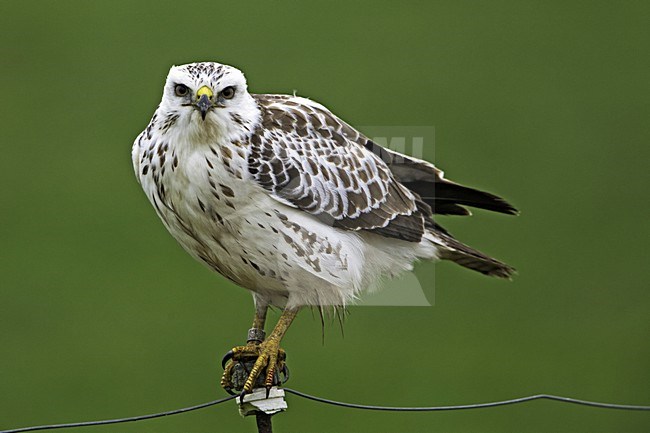 Buizerd zittend op een paaltje; Common Buzzard perched on a pole stock-image by Agami/Rob Olivier,