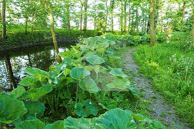 Common Butterbur leaves stock-image by Agami/Wil Leurs,