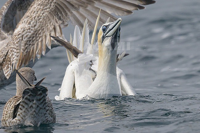 Northern gannet (Morus Bassanus) on the surface, after diving, with the sea and gulls as background. stock-image by Agami/Sylvain Reyt,