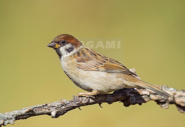 Eurasian Tree Sparrow, Passer montanus, in Italy. Perched juvenile. stock-image by Agami/Alain Ghignone,