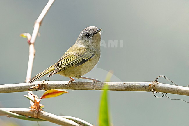 Green Shrike-babbler, Pteruthius xanthochlorus, in Nepal. stock-image by Agami/Dani Lopez-Velasco,