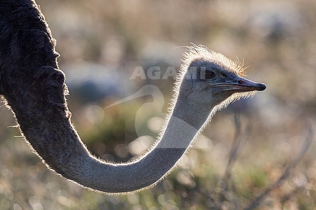 Common Ostrich (Struthio camelus), close-up of an adult female, Western Cape, South Africa stock-image by Agami/Saverio Gatto,