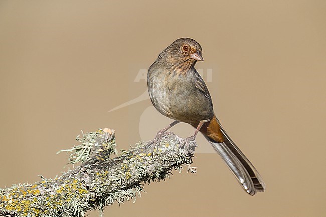 Adult 
Santa Barbara Co., CA
November 2022 stock-image by Agami/Brian E Small,