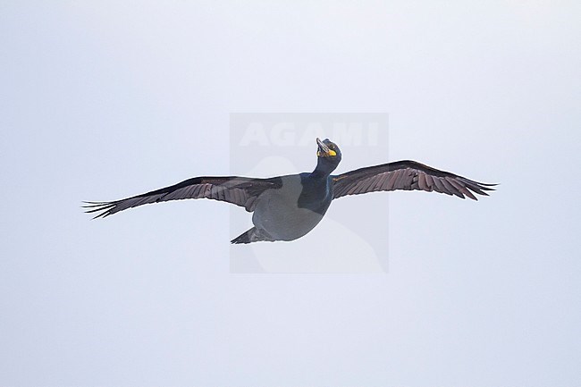 Adult European Shag (Phalacrocorax aristotelis aristotelis) flying over breeding colony in arctic northern Norway during the breeding season. stock-image by Agami/Ralph Martin,