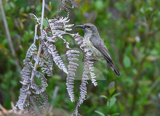 Souimanga Sunbird  (Cinnyris sovimanga apolis) female perched on a dead fern frond in the highlands of Madagascar stock-image by Agami/Andy & Gill Swash ,