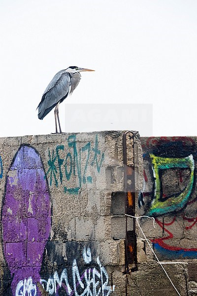 Grey Heron (Ardea cinerea), side view of an adult standing on a wall, Campania, Italy stock-image by Agami/Saverio Gatto,