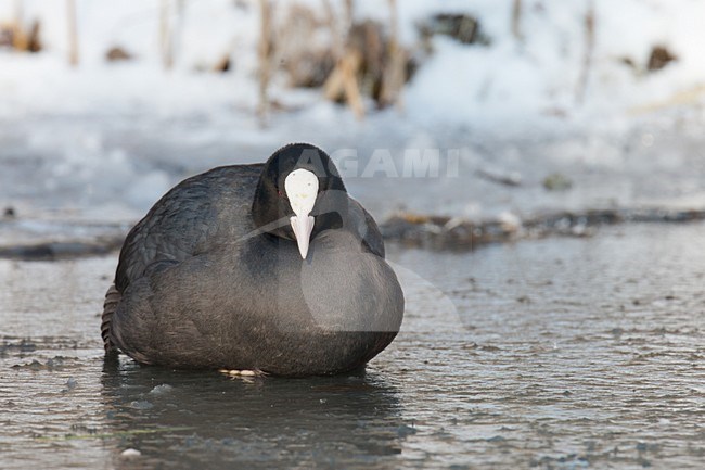 Meerkoet in de winter op het ice; Eurasian Coot in winter on the ice stock-image by Agami/Arnold Meijer,