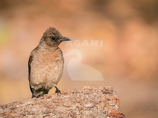 Adult Common Bulbul (Pycnonotus barbatus) sitting on rock. stock-image by Agami/Hans Germeraad,