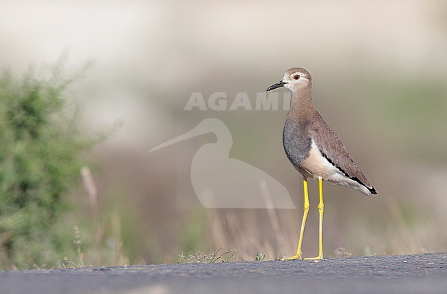 Volwassen Witstaartkievit, Breeding adult White-tailed Lapwing stock-image by Agami/Mike Danzenbaker,