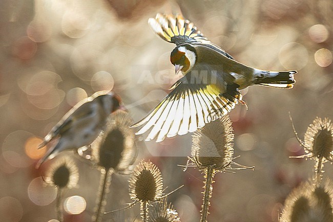 Eurasian Goldfinch (Carduelis carduelis) in Italy. stock-image by Agami/Daniele Occhiato,