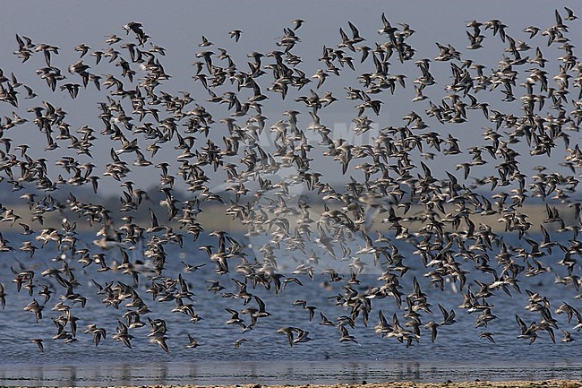 De Slikken van Flakkee werken als een magneet op overwinterende steltlopers. stock-image by Agami/Jacques van der Neut,