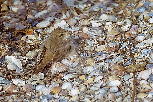 Booted Warbler (Iduna caligata) sitting in Front-harbour of Zeebrugge, West Flanders, Belgium. stock-image by Agami/Vincent Legrand,