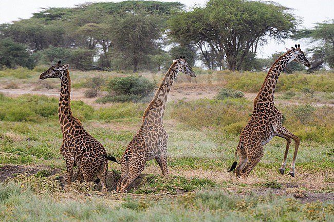 Three Masai giraffes, Giraffa camelopardalis tippelskirchi, jumping. Ndutu, Ngorongoro Conservation Area, Tanzania stock-image by Agami/Sergio Pitamitz,
