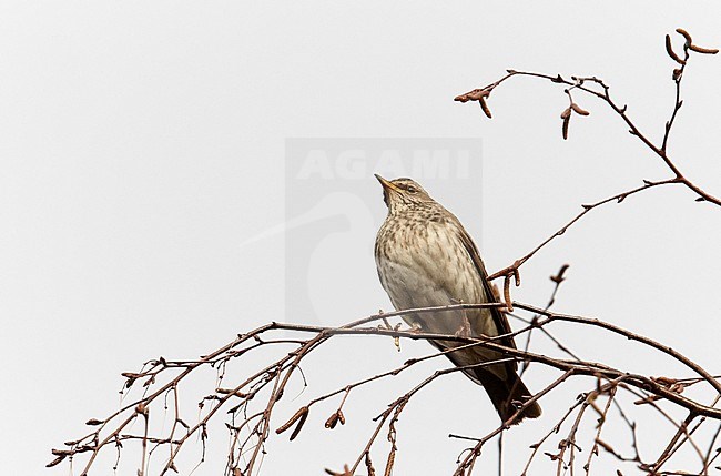 Black-throated Thrush (Turdus ruficollis) Helsinki Finland December 2007 stock-image by Agami/Markus Varesvuo,