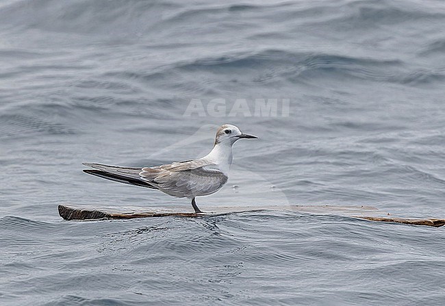 Immature Aleutian Tern (Onychoprion aleuticus) in Papua New Guinea. Probably second summer bird. stock-image by Agami/Pete Morris,