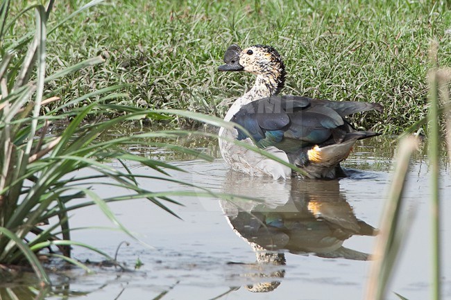 A Knob-billed Duck (Sarkidiornis melanotos) is seen standing in half deep water against a green grassy background. stock-image by Agami/Jacob Garvelink,
