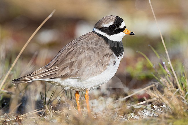 Ringed Plover (Charadrius hiaticula psammodromus), adult female sitting on nest stock-image by Agami/Saverio Gatto,