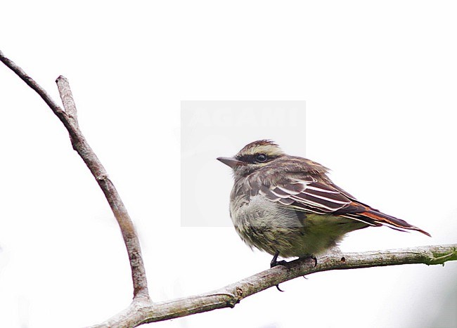 Variegated Flycatcher, Empidonomus varius, in Colombia. stock-image by Agami/Ian Davies,