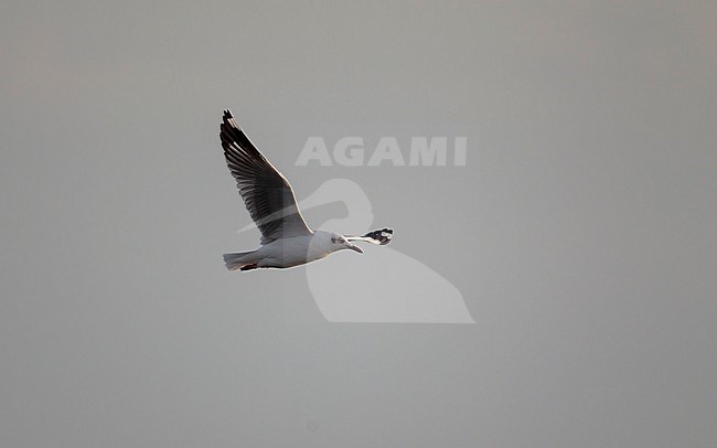 Brown-headed Gull (Chroicocephalus brunnicephalus) adult in winter plumage in flight at Pak Thale, Thailand stock-image by Agami/Helge Sorensen,