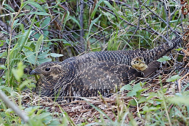 Vrouwtje Korhoen op nest met jongen, Black Grouse female on nest with chicks stock-image by Agami/Markus Varesvuo,