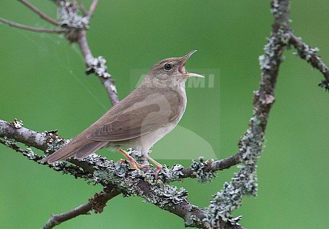Singing adult River Warbler (Locustella fluviatilis) in Finland. Perched on a branch against a green background. stock-image by Agami/Arto Juvonen,