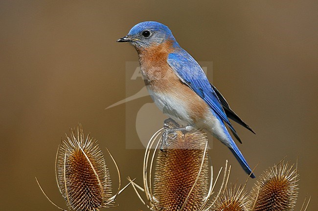 Adult male
Montgomery Co., TX
February 2007 stock-image by Agami/Brian E Small,