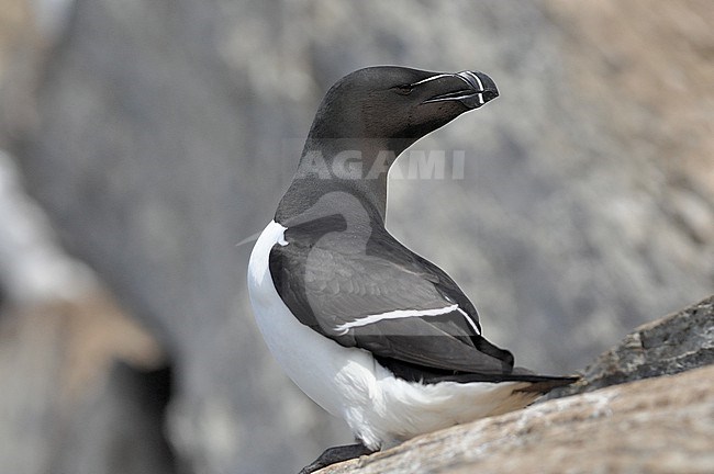 Razorbill (Alca torda) is an impressive bird at the colony at Hornoya, Norway stock-image by Agami/Eduard Sangster,