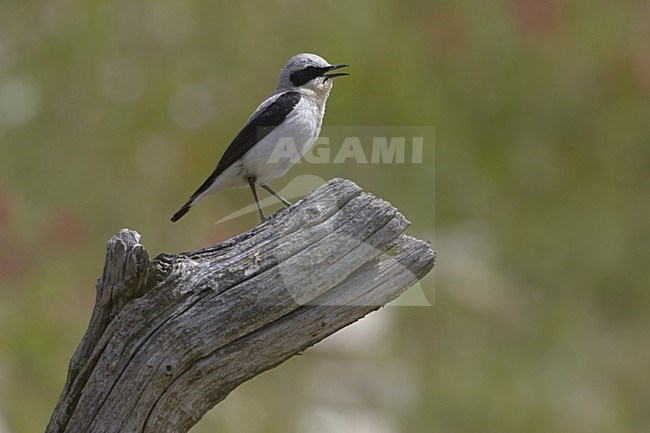 Northern Wheatear male perched on branch; Tapuit man zittend op tak stock-image by Agami/Daniele Occhiato,