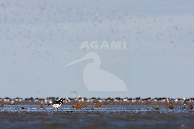 Eurasian Oystercatcher - Austernfischer - Haematopus ostralegus ssp. ostralegus, Germany stock-image by Agami/Ralph Martin,