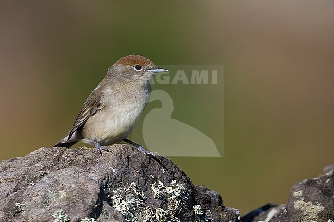 Zwartkop ssp gularis; Blackcap stock-image by Agami/Daniele Occhiato,