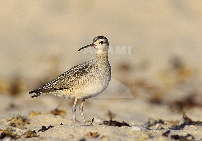 Volwassen Kleine Regenwulp; Adult Little Curlew stock-image by Agami/Mike Danzenbaker,