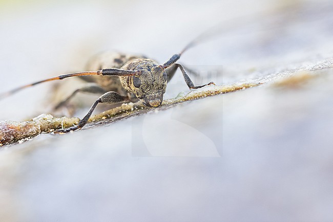 Leiopus femoratus, Germany (Baden-Württemberg), imago, male stock-image by Agami/Ralph Martin,