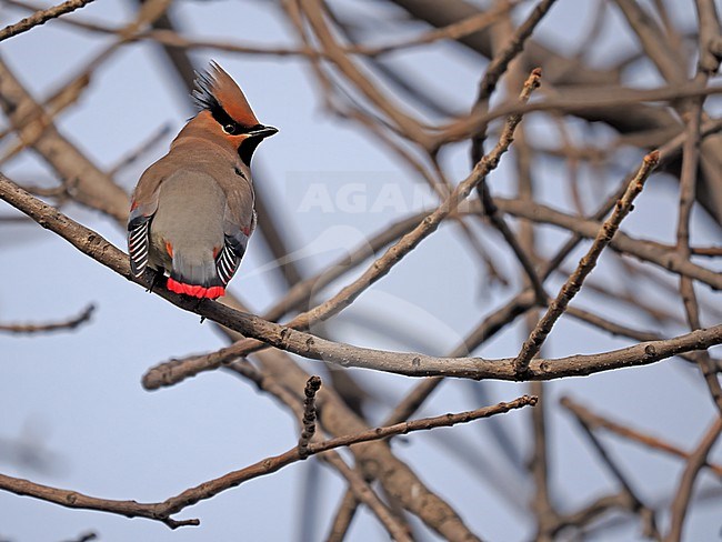 Japanese Waxwing (Bombycilla japonica) stock-image by Agami/James Eaton,