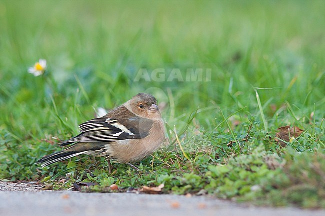 Chaffinch - Buchfink - Fringilla coelebs ssp. coelebs, Germany, adult female stock-image by Agami/Ralph Martin,