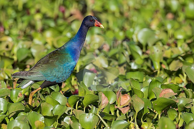 Purple Gallinule (Porphyrula martinica) in a marsh in the Pantanal of Brazil. stock-image by Agami/Glenn Bartley,