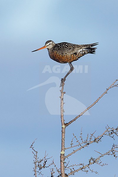 Adult male Hudsonian Godwit (Limosa haemastica) in breeding plumage standing in the top of a tree in the tundra of Churchill, Manitoba in Canada. stock-image by Agami/Brian E Small,