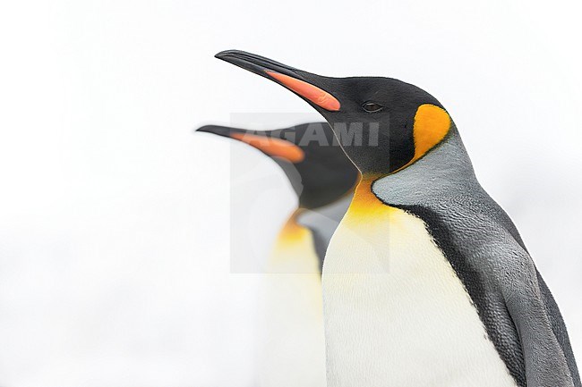 King Penguin (Aptenodytes patagonicus patagonicus) in Salisbury Plain, South Georgia, with another penguin in the background. stock-image by Agami/Rafael Armada,