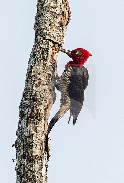 Robust Woodpecker, Campephilus robustus, male clinging to dead tree stock-image by Agami/Andy & Gill Swash ,