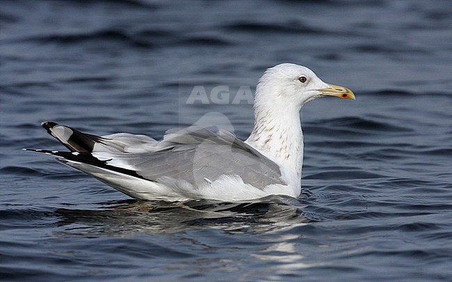 Adult winter Pontische Meeuw, Adult winter Caspian Gull stock-image by Agami/Karel Mauer,