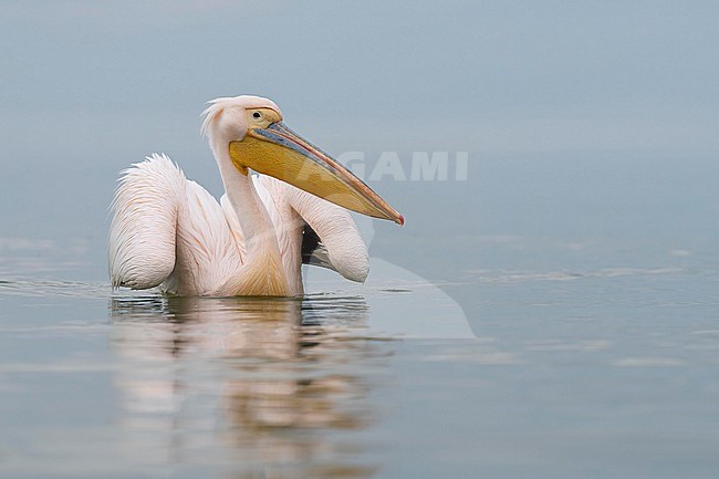 Great White Pelica (Pelecanus onocrotalus) in breeding plumage sitting in the water of a greec lac. stock-image by Agami/Marcel Burkhardt,