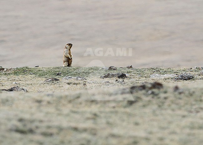 Tarbagan marmot (Marmota sibirica), a species of rodent in the family Sciuridae. In steppes around Khukh Lake, Mongolia. stock-image by Agami/James Eaton,