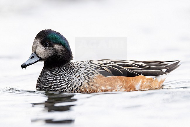 Swimming adult Chiloe Wigeon (Mareca sibilatrix) stock-image by Agami/Mathias Putze,
