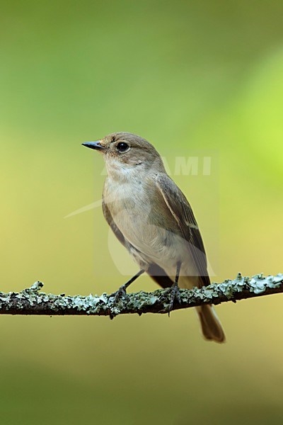 bonte vliegenvanger vrouw zittend op tak; European Pied Flycatcher female sitting on branch; stock-image by Agami/Walter Soestbergen,