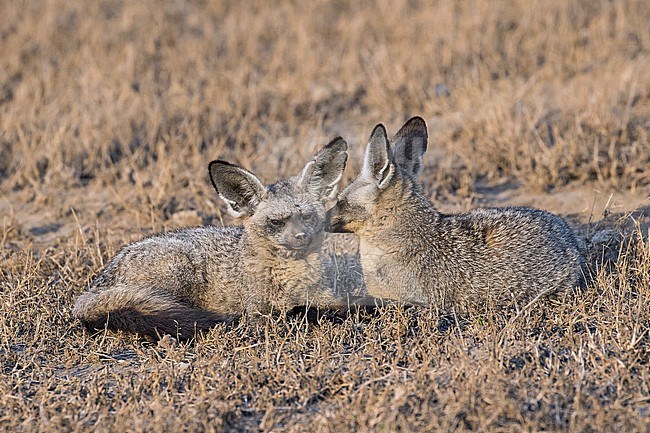 Bat-eared fox (Otocyon megalotis) in Tanzania. stock-image by Agami/Pete Morris,