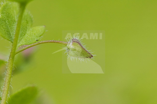 Ivy-leaved Speedwell seed box stock-image by Agami/Wil Leurs,