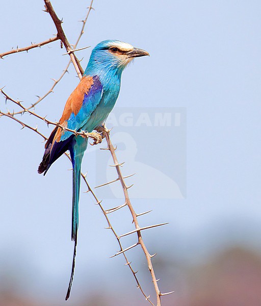 Adult Abyssinian Roller (Coracias abyssinicus) in Kenia. stock-image by Agami/Tomi Muukkonen,