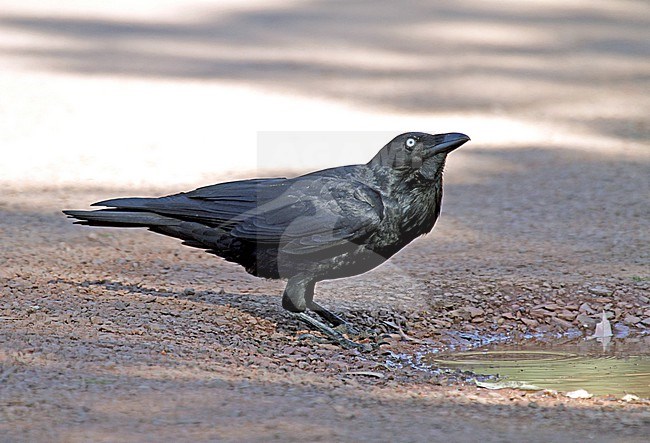 Australian Raven (Corvus coronoides) standing on the ground in Australia. stock-image by Agami/Pete Morris,