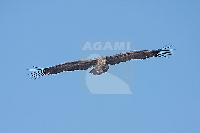 Adult Cinereous Vulture (Aegypius monachus) in flight on the Balearic Island of Mallorca, Spain. Seen from below. Flying against a blue sky as a background. stock-image by Agami/Ralph Martin,