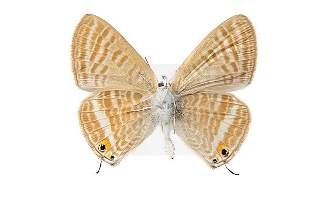 Long-tailed Blue, Tijgerblauwtje, Lampides boeticus stock-image by Agami/Wil Leurs,