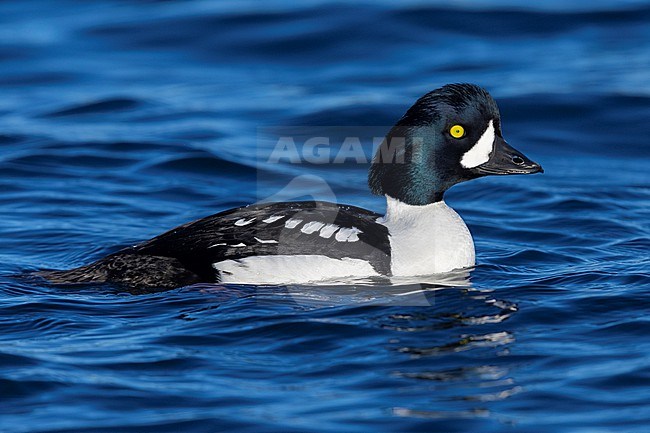 Barrow's Goldeneye (Bucephala islandica), side view of an adult male swimming in the water, Northeastern Region, Iceland stock-image by Agami/Saverio Gatto,